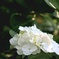 白い紫陽花