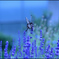 花と蝶 ①
