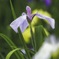 おすましな花菖蒲