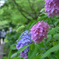 紫陽花の小径