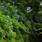 鎌倉紫陽花巡り＜長谷寺＞ーⅡ