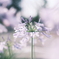 愛の花