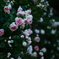 夜の朽花