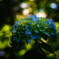 Hydrangea