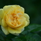 ミケランジェロ薔薇