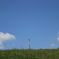 夏