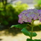 呑山観音寺・紫陽花3