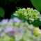 呑山観音寺・紫陽花6
