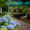 紫陽花咲くローカル駅