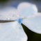 flower photo