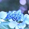 紫陽花