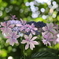 キラキラ紫陽花