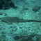 leopard shark