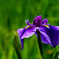 花菖蒲