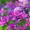 実家の紫陽花（雨上がり）