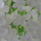 実家の紫陽花（雨上がり）
