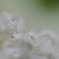 実家の紫陽花（雨上がり）