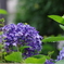 実家の紫陽花（雨上がり）