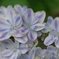実家の紫陽花（雨上がり）