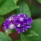 実家の紫陽花（雨上がり）