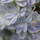 実家の紫陽花（雨上がり）