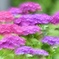 眩しい花