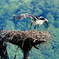 コウノトリ　ヒナ誕生