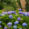 涼しげな紫陽花