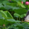 yoshigoi_4547