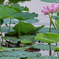 ban_4798