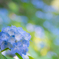 flower photo