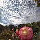 うろこ雲