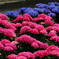 ビビット紫陽花