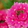 隣家のピンクな花環・・・