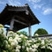 紫陽花の咲くお寺
