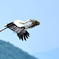 コウノトリ　帰巣