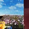 渋谷の片隅で花園に出会う・・・