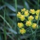 スイスで出会った花