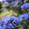 紫陽花めぐり