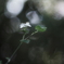 白