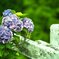 六甲の紫陽花