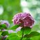 六甲の紫陽花