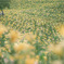 as far as the eye can see…☆彡.。