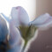 柔らかそうな毛が花も少しおおってる