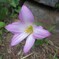 ピンク色の花 