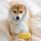 メイド犬