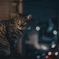 キラキラとネコ