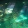 清流を照らす