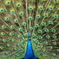 神の鳥