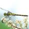 Dragonfly On Nezumimochi